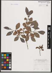 Foto von Salix appendiculata Vill.